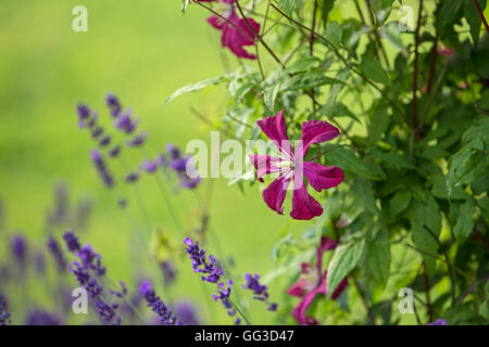 Couleur BOURGOGNE Clematis Niobe et fleurs de lavande. Banque D'Images