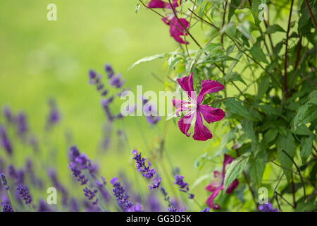 Couleur BOURGOGNE Clematis Niobe et fleurs de lavande. Banque D'Images