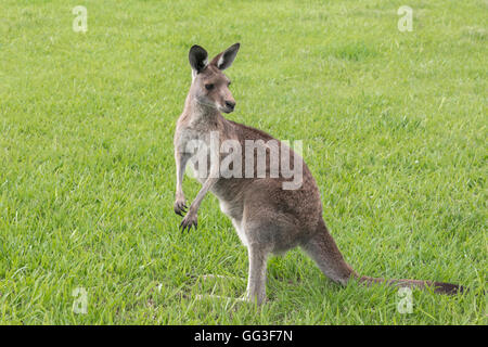 Kangourou gris, Macropus giganteus, photographiés dans un milieu semi-urbain, dans le sud du Queensland, en Australie. Banque D'Images