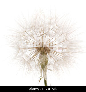 Tragopogon pratensiss close-up, isolé sur fond blanc Banque D'Images