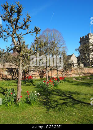 Ciel bleu, tulipes rouges par les arbres du verger et les ombres en Chenies Manor Cuisine jardin par l'ancien mur avec St Michael's Church tower. Banque D'Images
