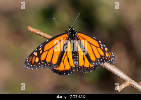 Papillon Monarque Danaus plexippus ; Homme célibataire UK Banque D'Images