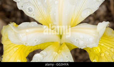 Donner des gouttes d'eau à grande échelle le coeur d'un iris de Sibérie en fleurs jaune Banque D'Images