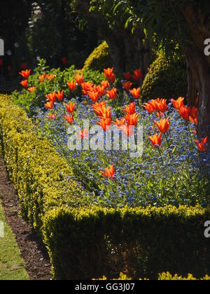 Belle, rétroéclairé 'Ballerina' tulipes sur Chenies Manor en avril le soleil. Tulipes orange vif et bleu myosotis dans la case couverture. Banque D'Images