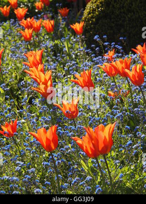 Portrait de magnifiques 'Ballerina' rétroéclairé tulipes sur Chenies Manor en avril le soleil. Belles tulipes orange et bleu. mytosis Banque D'Images