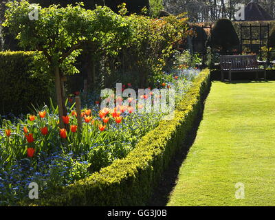 Belle, ensoleillée 'Ballerina' rétroéclairé tulipes sur Chenies Manor au printemps. Fleurs éclatantes et fort de couverture, pelouse et banc de jardin. Banque D'Images