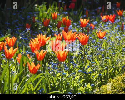 Magnifiquement éclairé par LED 'Ballerina' tulipes sur Chenies Manor en avril le soleil. Belles tulipes orange et bleu myosotis. Banque D'Images