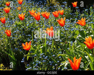 Beau paysage, 'Ballerina' rétroéclairé de tulipes sur Chenies Manor en avril le soleil. Tulipes orange vif et bleu myosotis Banque D'Images