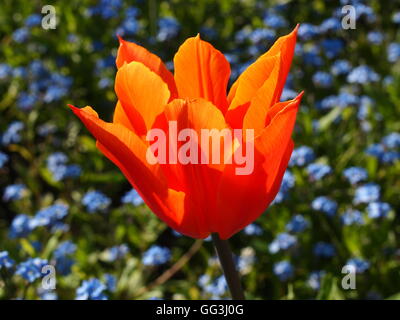 Seul orange tulip dans un lit de Bleu myosotis à Chenies Manor jardin au printemps. Banque D'Images