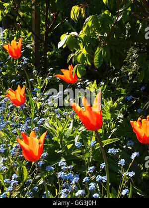 Beau portrait, 'Ballerina' rétroéclairé de tulipes sur Chenies Manor en avril le soleil. Tulipes orange vif et bleu myosotis Banque D'Images