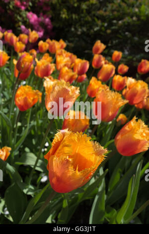 Les volants d'un perroquet en fleurs tulipes apportent de la variété à un jardin. Banque D'Images