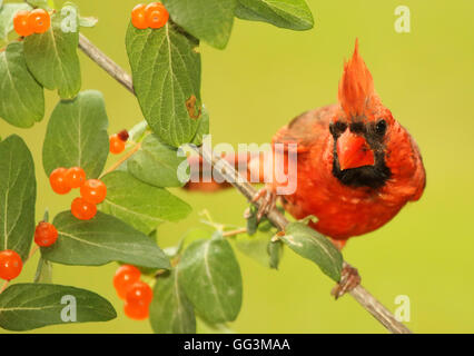 Un Cardinal mâle en peering orange honeysuckle de baies. Banque D'Images