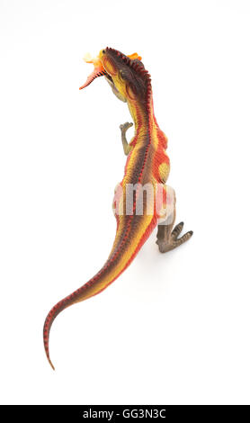 Vue de dessus Giganotosaurus attraper un petit jouet dinosaure sur fond blanc Banque D'Images