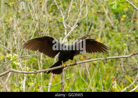 Anhinga Anhinga anhinga, San Blas Nayarit, Mexique 7 mâles immatures Juin en remplaçant 1 plumage. Anhingidae Banque D'Images