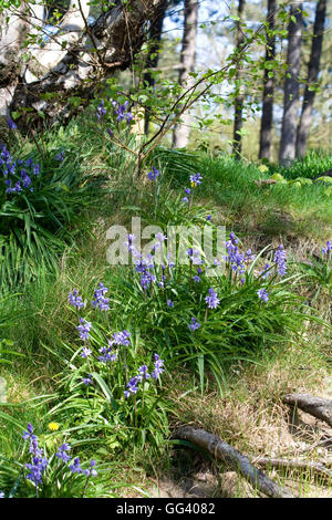 Bluebells (Endymion non-scriptus) croissant dans les bois Banque D'Images