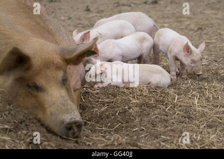 Une portée de porcelets à téter leur mère dans un champ ouvert, Jersey, Channel Islands Banque D'Images