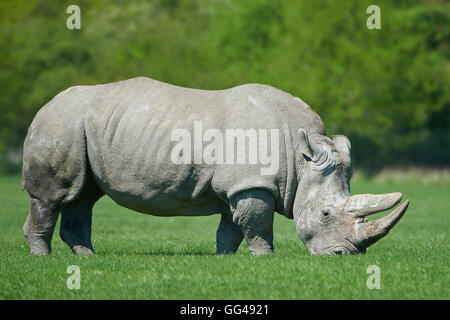 Rhinocéros blanc en soleil mange de l'herbe dans son habitat Banque D'Images