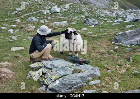 Flatter un Valais museau noir, mouton Edelweissweg, Zermatt, Suisse Banque D'Images