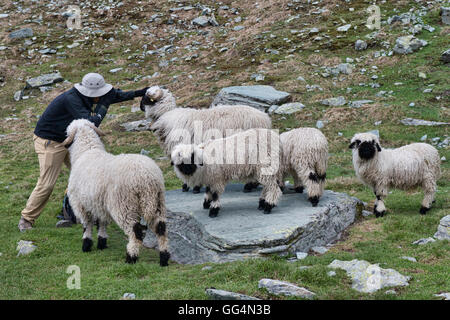 Flatter un Valais museau noir, mouton Edelweissweg, Zermatt, Suisse Banque D'Images