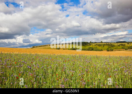 Fleurs rouge pourpre phacélie avec coquelicots et autres fleurs sauvages dans la mosaïque du paysage du Yorkshire Wolds en été. Banque D'Images