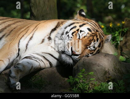 Ou Sibérie Amur tiger (Panthera tigris altaica) prendre une sieste au soleil Banque D'Images