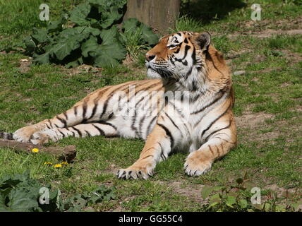 Mâle mature ou Sibérie Amur tiger (Panthera tigris altaica) Banque D'Images