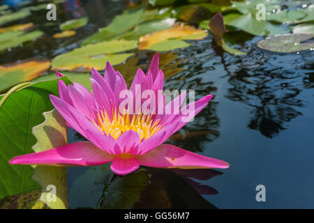 Fleur de Lotus rose en couleur pourpre violet avec des feuilles vertes dans la nature. L'étang de l'eau lumière orbes. Banque D'Images