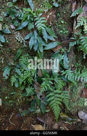 Fougères et de la mousse dans la forêt tropicale Banque D'Images
