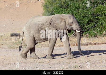 Le Damaraland Namibie désert adapté éléphants (Loxodonta africana) près de Doro Nawas Banque D'Images