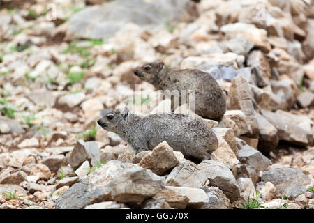 La Namibie Rock, Rock Dassie (Procavia capensis Hyrax) près de l'Etosha National Park Banque D'Images