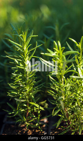 Libre de romarin dans le jardin des plantes Banque D'Images