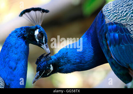 Deux paons Indiens de sexe masculin (Peacock) le toilettage au monde des oiseaux, Hout Bay, Cape Town, Afrique du Sud. Banque D'Images