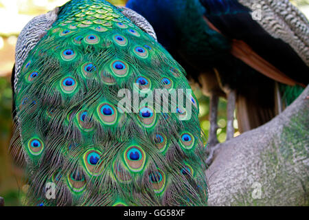 Les plumes de queue de paon indien (paons) au monde des oiseaux, Hout Bay, Cape Town, Afrique du Sud. Banque D'Images