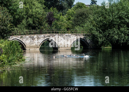 Un cygne et cygnets (Cygnus olor) et cygnets devant Barton Pont à cheval sur la rivière Avon à Bradford on Avon Banque D'Images