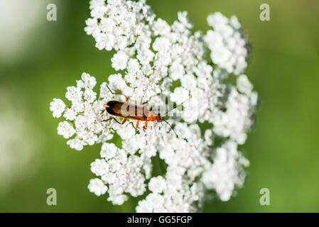 Un soldat rouge beetle (Rhagonycha fulva) Banque D'Images