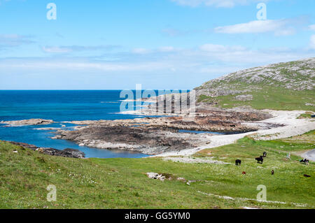 Vaches qui paissent sur les petits "machair" derrière de Rocky Bay Bàgh nan Clach au nord de l'île de Barra dans les Hébrides extérieures. Banque D'Images