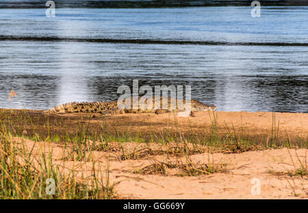 Un Crocodile sur les rives de la Grande Rivière Ruaha Banque D'Images