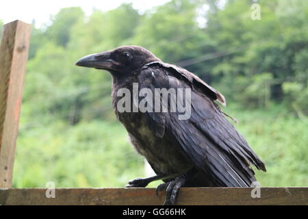 Corbeau noir sur l'arbre, gros plan Banque D'Images