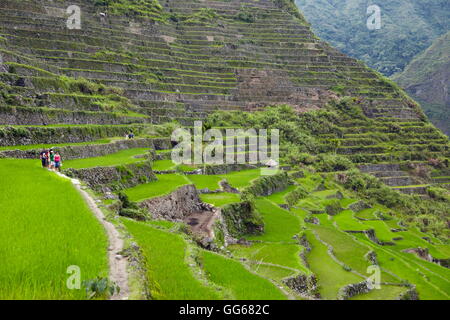 Rizières en terrasses des cordillères des Philippines UNESCO World Heritage site dans Batad Banque D'Images