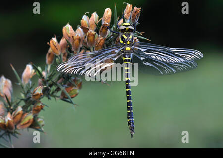 Golden femelle-ringed dragonfly UK Banque D'Images