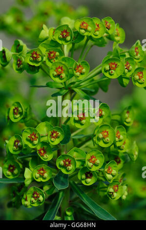 Euphorbia characias ssp. 'Wulfenii' Banque D'Images