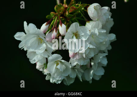 La fleur de cerisier prunus fantastique de 'Shogetsu' 'Blushing Bride' UK Banque D'Images