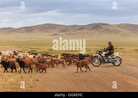 Herder sur moto avec troupeau de chèvres et de moutons traverse la route vers Mandalgov en montagne au sud d'Oulan Bator, Mongolie, Tov Banque D'Images