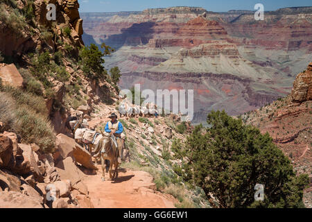 Un cow-boy wrangler dirige un convoi de chevaux jusqu'au sud du sentier Kaibab dans le Parc National du Grand Canyon, l'UNESCO, Arizona, USA Banque D'Images