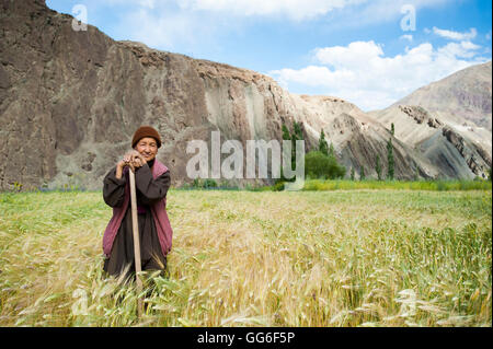 Une femme se tient à avoir sa photo prise tout en travaillant dans un champ de blé au Ladakh, Inde, Asie Banque D'Images