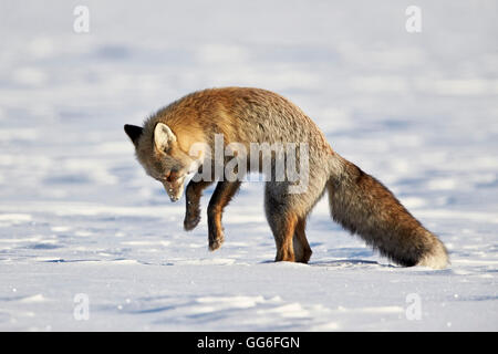 Cross Fox, le renard roux (Vulpes vulpes) (Vulpes fulva) sauter sur ses proies dans la neige, Parc National de Grand Teton, Wyoming, USA Banque D'Images