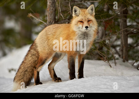 Le renard roux (Vulpes vulpes) (Vulpes fulva) en hiver, parc national de Grand Teton, Wyoming, États-Unis d'Amérique, Amérique du Nord Banque D'Images