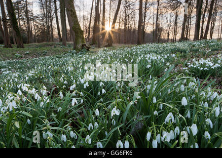 Perce-neige dans les bois au coucher du soleil, près de Stow-on-the-Wold, Cotswolds, Gloucestershire, Angleterre, Royaume-Uni, Europe Banque D'Images