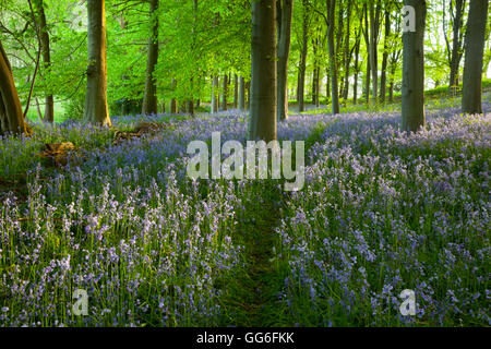 Chemin à travers bois bluebell, Chipping Campden, Cotswolds, Gloucestershire, Angleterre, Royaume-Uni, Europe Banque D'Images