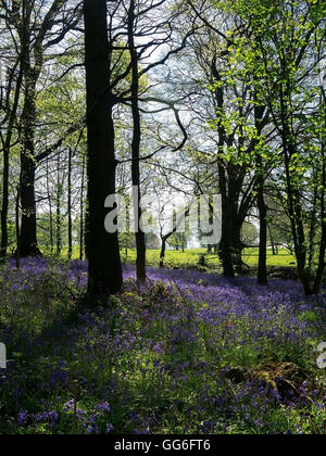 Au printemps affichage Bluebell Wood Lire Park Whalley Lancashire Banque D'Images